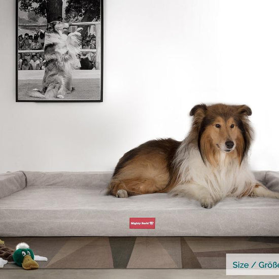 The Bench Orthopedic Memory Foam Dog Bed - Canvas Pewter 02